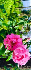 Obraz premium This picture showcases vibrant pink roses in full bloom, surrounded by lush green foliage. The flowers are captured with intricate detail, against a bright natural background of trees and sunlight.