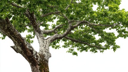 Obraz premium Majestic Tree Canopy in Sunlight