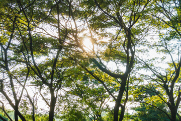 Fototapeta premium Under the tree with spread branch and green leaves. 