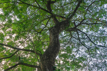 Fototapeta premium Under the tree with spread branch and green leaves. 