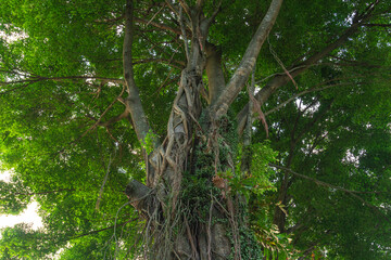 Fototapeta premium Under the tree with spread branch and green leaves. 