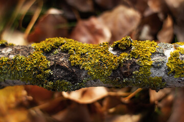 moss on a tree