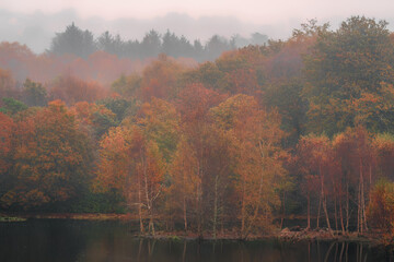 autumnal woodland cornwall England uk 
