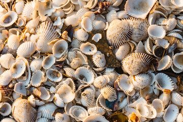 Background of colored sea shells.
