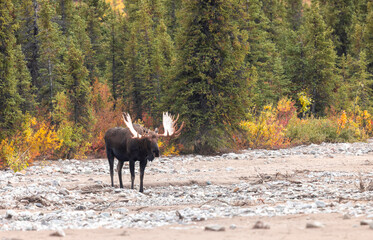 Alaska Yukon Bull Moose in Denali National Park Alaska in Autumn