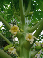 Obraz premium flower in garden