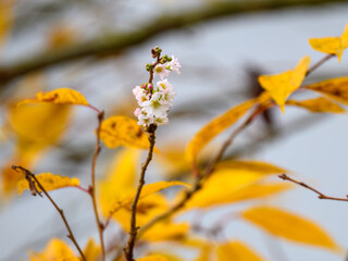 Strange phenomenon, a cherry tree flowering in Autumn