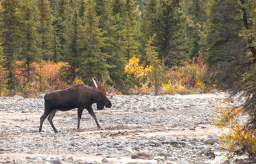 Alaska Yukon Bull Moose in Denali National Park Alaska in Autumn