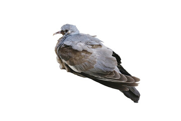 A high-resolution PNG image of a scruffy pigeon with no background, showcasing its rough yet endearing features