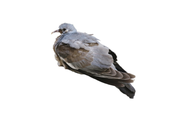 A high-resolution PNG image of a scruffy pigeon with no background, showcasing its rough yet endearing features