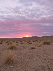 Naklejka premium Focused shot of desert landscape with vibrant purple sky at sunset, wilderness, dusk, desert plant