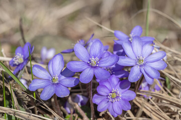 Group of blue liverworts (Anemone hepatica).