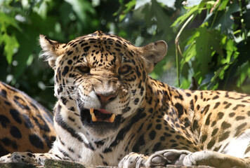 leopard in nature during summer