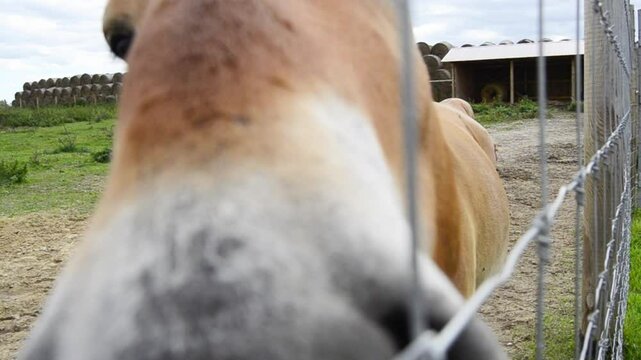 Brown horses Przewalski's horse (Equus przewalskii) walk in ecofarm.