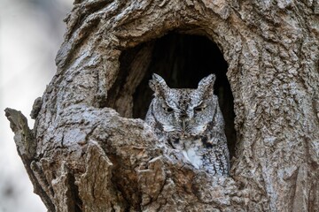 Fototapeta premium eastern screech owl just woke up and took a peek outside his hole in the tree