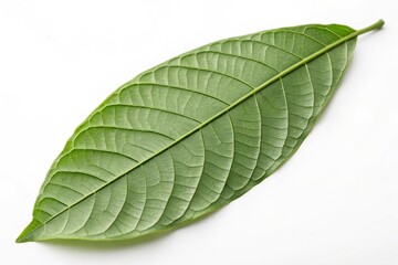 Obraz premium Green cocoa leaf with veins isolated on a white background, botanical photography, leaf details, green cocoa leaf, plant isolate, green plant