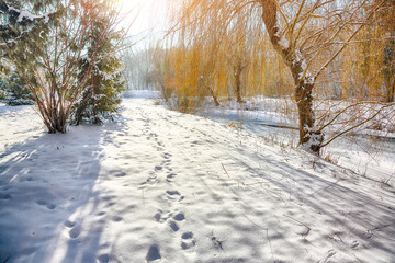 Breathtaking  landscape in city park with snowy trees and lots of snow