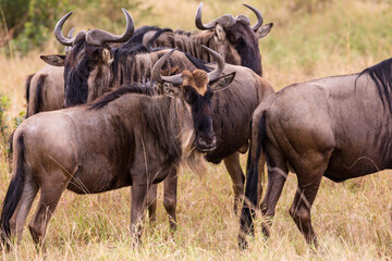 wildebeest in serengeti national park serengeti