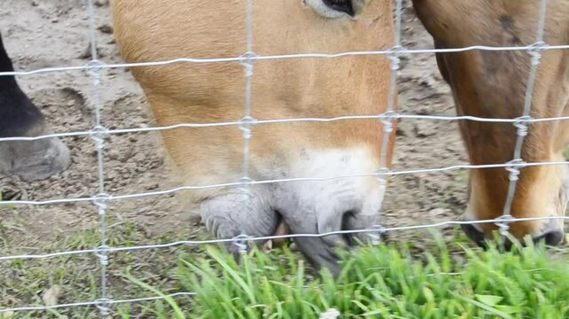 Brown horses Przewalski's horse (Equus przewalskii) walk in ecofarm.