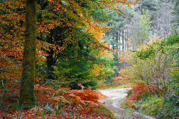 Autumnal woodland in cornwall england uk