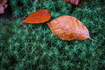 Leaf on star moss