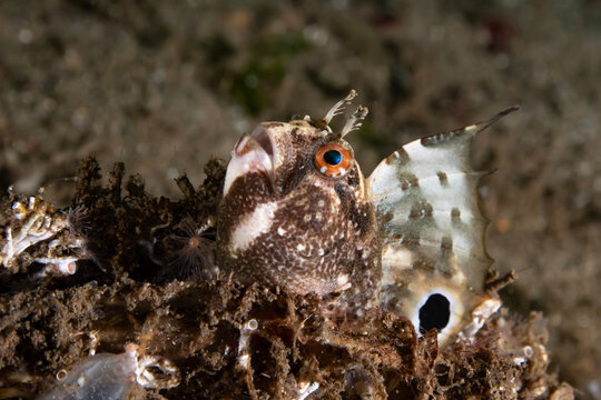 The butterfly blenny (Blennius ocellaris) is a small marine blenniid fish of Northern and Western Europe, as well as the Mediterranean Sea and Black Sea and Morocco