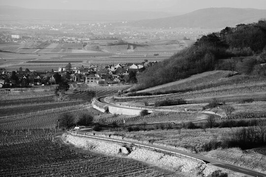road in the vineyards