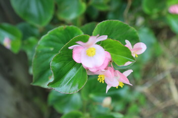 Fototapeta premium A pink begonia flower in bloom, surrounded by glossy green leaves. The close-up highlights the delicate petals and contrasting textures of the foliage.