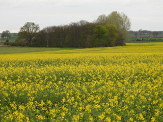Obraz premium żółte pole rzepaku jako piękny krajobraz wiejski