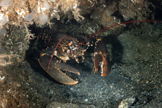 Lobsters are malacostracans of the family Nephropidae or its synonym Homaridae.