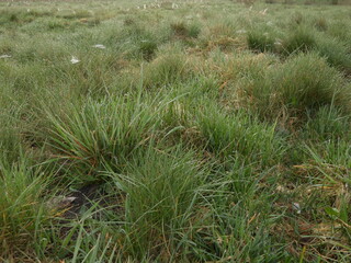 łąka pokryta kroplami rosy jako krajobraz poranka