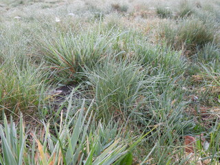 rosa na trawie jako poranny krajobraz