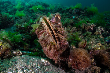 Pinna nobilis, known by the common names noble pen shell and fan mussel, is a large species of Mediterranean clam, a marine bivalve mollusc in the family Pinnidae, the pen shells.