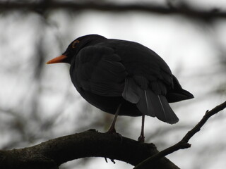 Kos czarny ptak często występujący w lasach Europy © Maciej