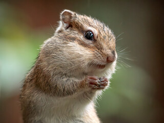 Close-up portrait of a chipmunk