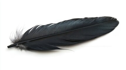 A delicate black feather lies flat against a white background, showcasing its intricate textures and details.