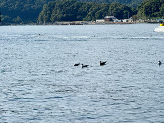 Obraz premium Black Tailed Gull