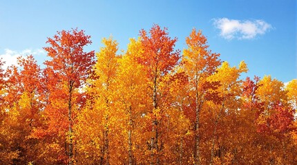 A cluster of bright orange red and yellow birch trees standing tall amidst a blanket of golden brown leaves in an autumn forest, autumnal atmosphere, warm sunlight, fall foliage