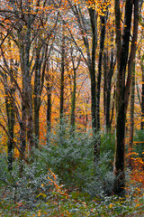 Fototapeta premium Autumnal woodland in cornwall england uk