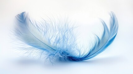 Obraz premium A delicate blue feather gracefully swirls against a soft, light background, showcasing its intricate texture and vibrant color.