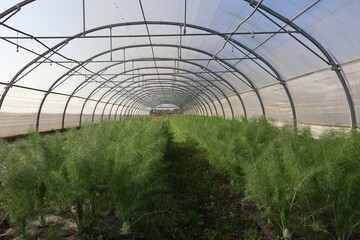 Fototapeta premium SERRE AGRICOLE