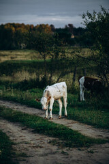 Fototapeta premium cows graze on a picturesque meadow in the evening