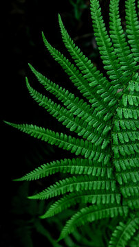 fern leaf on black