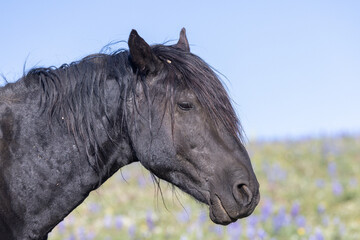 Obraz premium Wild Horse in the Pryor Mountains Montana in Summer