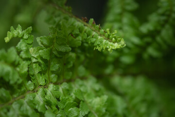 A gentle view of lush green fern leaves, evoking tranquility and greenery.