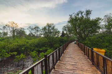 Fototapeta premium Mangrove Forest with walking path for visitors made from wood. View of Mangrove Forest in Wonorejo Mangrove Forest, Surabaya, East Java, Indonesia.