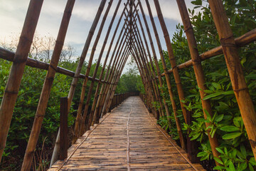 Mangrove Forest with walking path for visitors made from wood. View of Mangrove Forest in Wonorejo Mangrove Forest, Surabaya, East Java, Indonesia.