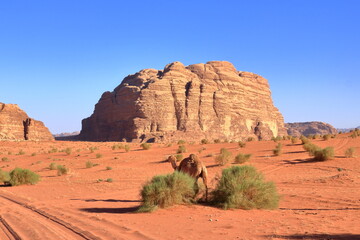 Camels in a Wadi Rum desert, Jordan