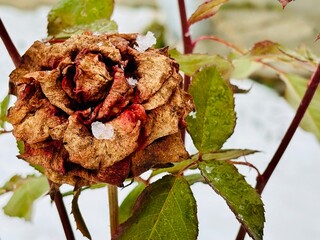 a faded rose in a winter snow garden