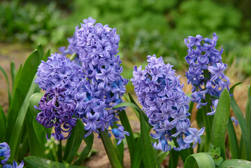 hiacynty, kwiat, fiolet, jary, charakter, kwiat, wiosna, lavende, roślin, błękit, szafirek, kwiat, ogród, bez, hiacynt, kwiat, kwiatowy, szafirek groniasty, , beuty, feuille, busz, flora, pora roku,  